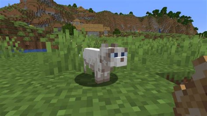 Cats Will Help Ward Off Creepers in 'Minecraft' Here's How to Tame One