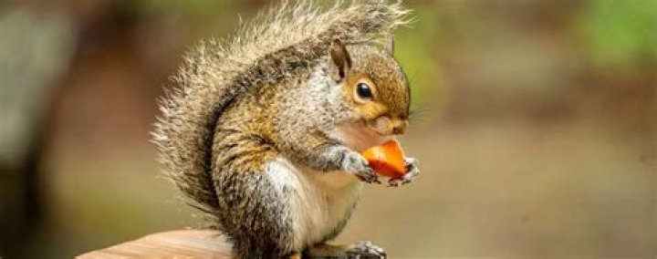 NovaVibe | Do squirrels like avocado?